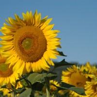 sunflowers-1404713